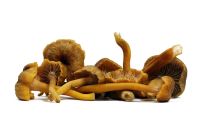 Μανιτάρια Chantarelle Grise BIO