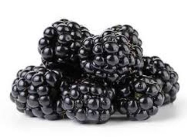 Blackberry BIO