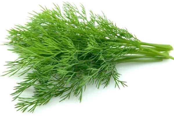 Organic Dill