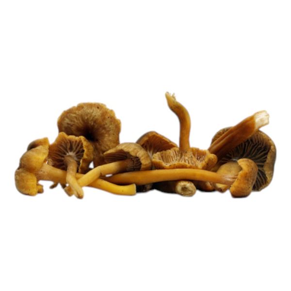 Μανιτάρια Chanterelle BIO